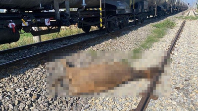 Eskişehir'de yük treni büyükbaş hayvan sürüsüne çarptı 