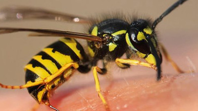 İngiltere'den memleketine tatile gelen adam, arıların sokması sonucu hayatını kaybetti