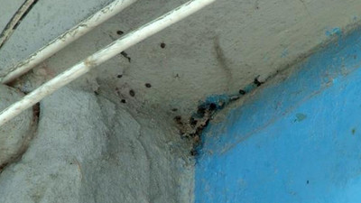 İstanbul'da kene paniği: Yüzlercesi apartmanı istila etti