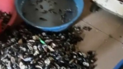 İzmir'de mide bulandıran görüntüler... 250 kilo midyeye el konuldu 