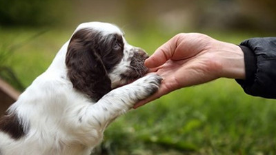 Köpeklerde eğitim ve eğitime en yatkın köpek ırkları
