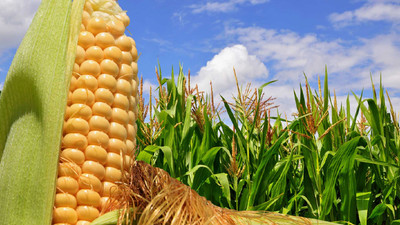 Mısırda taban fiyat belli oldu