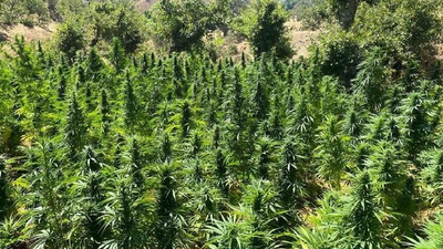 Soylu: 3 milyon 329 bin kök kenevir ele geçirildi