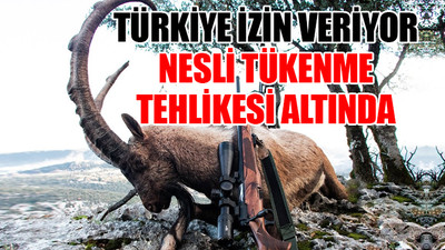 'Türkiye'de bezoar avı' paketi yurt dışında yaklaşık 13 bin euroya satılıyor