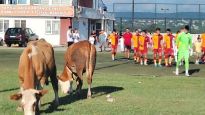 Ümraniyespor'dan gündem olan inek fotoğrafıyla ilgili açıklama: Sevgiyle ağırlıyoruz 