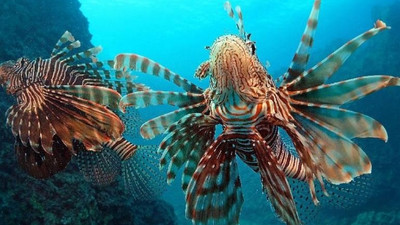 Uzmanından 'aslan balığı' uyarısı: Dokunmayın