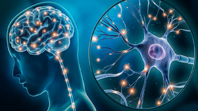 Araştırma sonuçları paylaşıldı: Beynimiz işittiğimiz hakaret ve iltifatlara nasıl tepki veriyor?