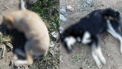 Ankara’da 5 köpek daha aynı alanda ölü bulundu