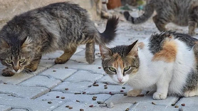 Gaziantep'te kedilerin patilerinin kesildiği yönündeki iddialara ilişkin harekete geçildi