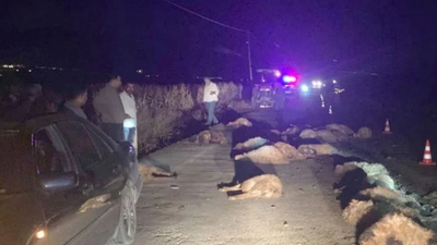 Otomobil sürünün arasına daldı: 30 koyun öldü