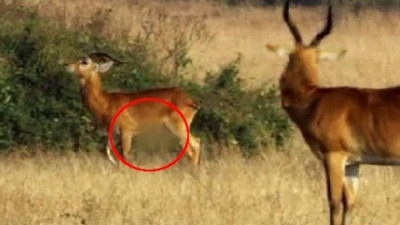 TRT belgeselinde antilopların cinsel organı sansürlendi