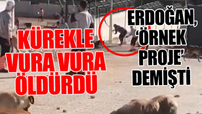 AKP'li belediyenin hayvan barınağında vahşet!