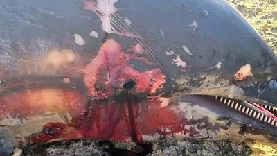 Vahşet: Kerpe Adası'nda bir yunus öldürüldü