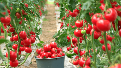 Seradan 7-8 liraya çıkan domates, büyükşehirlerde en az 3 katı