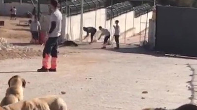 Konya barınağındaki köpek ölümüne, 6 yıla kadar hapis