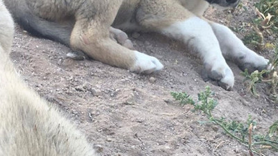 Aksaray OSB'de 7 köpek yavrusu ölü bulundu