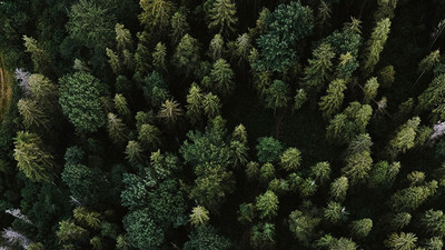 Bodrum'da bazı alanlar orman sınırları dışına çıkartıldı