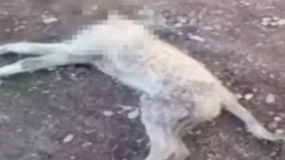 Diyarbakır'da, korkunç olay: Evin köpeğinin başını kesip götürdüler