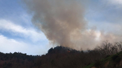 Sakarya'da orman yangını