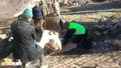 Enkaz altında kalan inek 300 saat sonra kurtarıldı