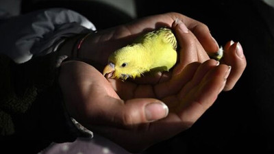 Hatay'da enkazdan muhabbet kuşu kurtarıldı
