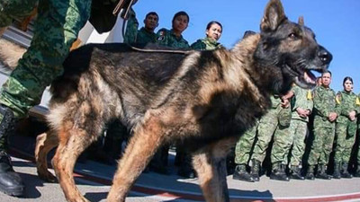 Meksika'dan arama kurtarma çalışmaları için gelen Proteo isimli köpek hayatını kaybetti