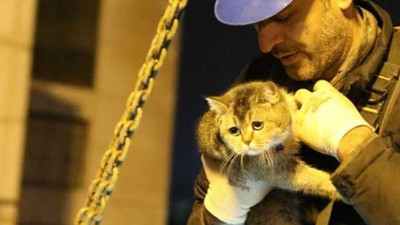Yıkım durdurulmuştu: Zena isimli kedi kurtarıldı