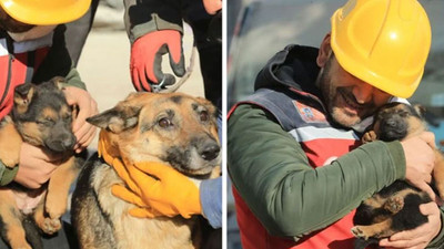 Yürekleri ısıtan an: Anne köpek 2 yavrusuyla birlikte enkazdan kurtarıldı