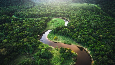 Brezilya Amazonları'nda 'ormansızlaştırma' rekoru
