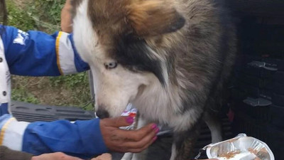 Hatay'da Aleks adlı köpek 23 gün sonra enkazdan kurtarıldı