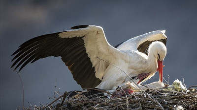 Uzmanlardan kritik açıklama: Küresel ısınma kuşları etkiliyor