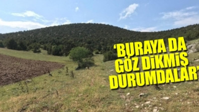 Koruma altındaki ardıç ağaçlarının olduğu bölgeye mermer ocağı yapılması planlanıyor