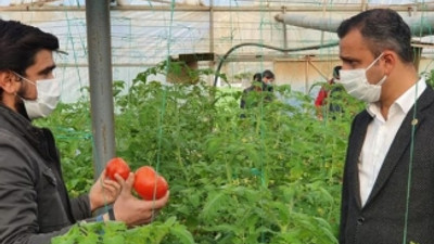 CHP’li Erbay: Rusya’ya domates ihracatı önündeki kota engeli kaldırılması için gerekli girişimler başlatılmalı