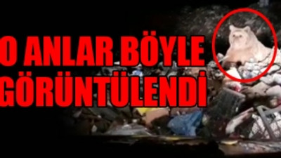 Kış uykusundan uyanan ayılar çöplükte yiyecek ararken görüntülendi