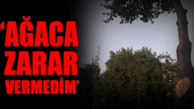 İş yerinin önündeki 2 ağacı kesen esnafa 50 bin lira para cezası