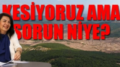 AKP’li vekilden Kaz Dağları’ndaki ağaç katliamına skandal savunma