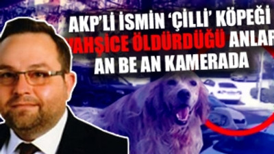 Vahşet! AKP'li Meclis üyesi, köpeği defalarca ezerek öldürdü