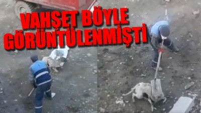 Demir kürekle sokak köpeğine eziyet eden işçiler açığa alındı