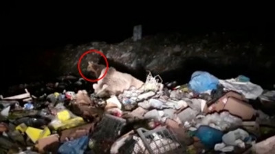 Yavruları ile yiyecek aramaya çıkan ayılar böyle görüntülendi