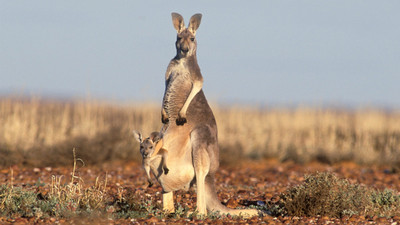 Avustralya'da 5 milyon kanguru itlaf edilecek