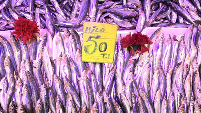 Balık fiyatları el yakmaya devam ediyor