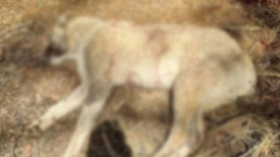 Antalya'da vahşet: Çoban köpekleri av tüfeğiyle katledildi