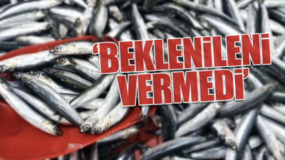 Prof. Dr. Ahmet Cemal Dinçer: Hamsi avcılığı 1 yıl durdurulsun