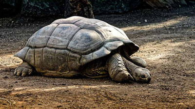 Depremde oluşan yarıkta mahsur kalan kaplumbağalar kurtarıldı