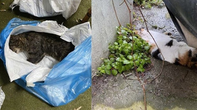 Kadıköy’de 34 kedi ölü bulundu