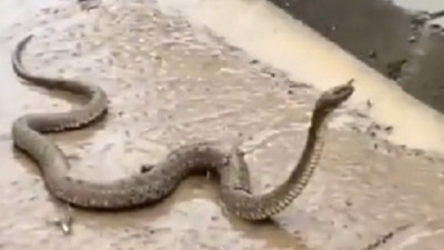 Şanlıurfa’da yaşanan selden sonra su yılanları ortaya çıktı