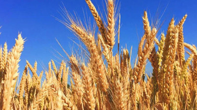 Gümrük vergisi yüzde 0 olan buğdaya yüzde 130 zam