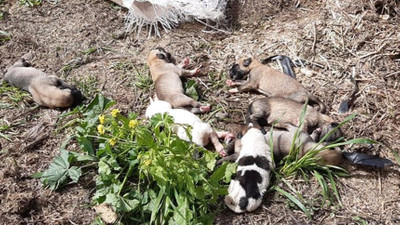 Yavru köpekler ölüme terk edildi