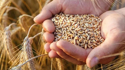 Pamuk, mısır ve buğdayda alarm: Büyük kriz kapıda