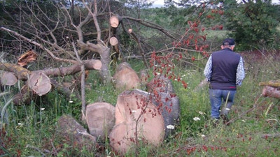 Kocaeli'de 150 yıllık çınar ağaçları çalındı